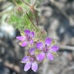 Erodium laciniatum Blodyn