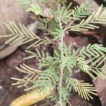 Prosopis cineraria Fuelha