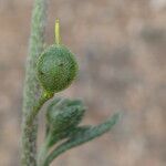 Alyssum montanum Fruit