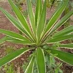 Furcraea selloana Folha