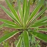 Furcraea selloana Leaf