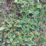 Alternanthera pungens Vivejo