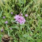 Centaurea jacea Çiçek