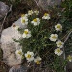 Zinnia acerosa Blodyn