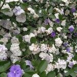 Brunfelsia uniflora Fiore
