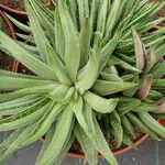 Haworthia angustifolia Foglia