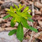 Euphorbia carniolica Flower