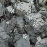 Arenaria provincialis Листок