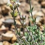 Sideritis bourgeana Blatt