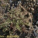 Limonium braunii Habit