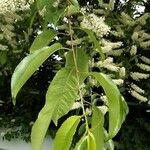 Prunus serotina Yaprak