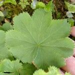 Alchemilla glabra Blad