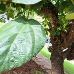 Ficus auriculata Leaf