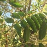 Cassia abbreviata Leaf