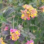 Lantana camaraFloro