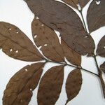 Tachigali bracteolata Máis
