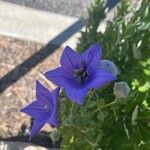 Campanula carpatica Кветка