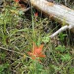 Castilleja miniata Leaf