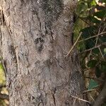 Flacourtia indica Rinde