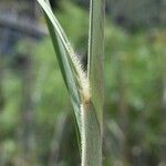 Tripidium ravennae পাতা