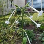 Nicotiana sylvestris花