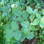 Rubus condensatus Other