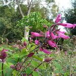 Salvia involucrata Квітка