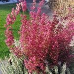 Erica gracilis Flower