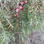 Juniperus oxycedrus Плід
