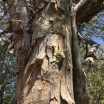 Albizia forbesii Lubje