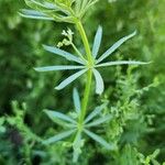 Galium tricornutum आदत