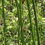 Plantago argentea Bark