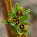 Euphorbia exigua Floare