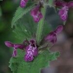 Stachys sylvaticaKwiat