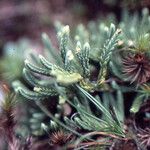 Lycopodium tristachyum Habitatea