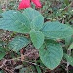 Ruellia elegans Costuma