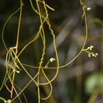 Cassytha filiformis Bark