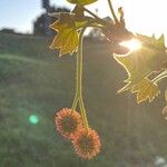 Platanus × hispanica Fruit