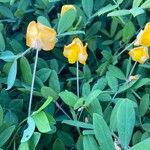 Arachis glabrata Λουλούδι