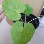 Lavatera bryoniifolia Leaf