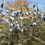 Prunus spinosa Fruto