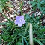 Campanula persicifoliaKvět