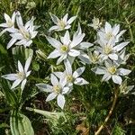 Ornithogalum divergens Žiedas