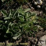 Scabiosa vestita Frunză