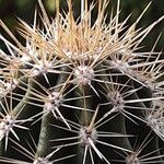 Pachycereus pringlei Diğer