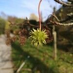 Liquidambar styraciflua Φρούτο