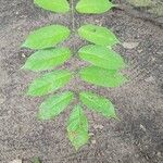 Millettia laurentii Leaf