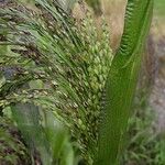 Panicum miliaceum Blatt