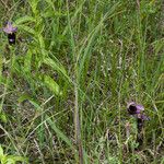 Ophrys bertolonii Habit