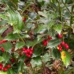 Ilex colchica Ffrwyth